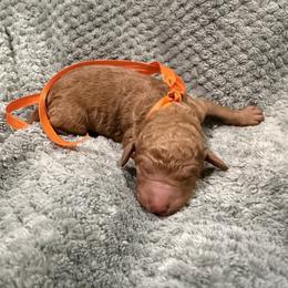 Danish - Apricot male Poodle puppy in Salmon, Idaho from Stunningly Sweet Standards