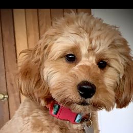 Stella - Goldendoodle