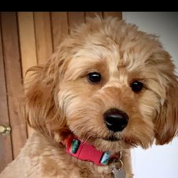 Stella - Goldendoodle