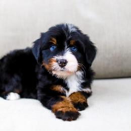 Aussiedoodle, Australian Mountain Doodle, and Bernedoodle Puppies from Cottonwood Creek Doodles