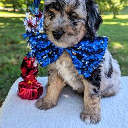 Aussiedoodle, Australian Shepherd, Bernedoodle, Cockapoo, Double Doodle, and Poodle Puppies from Sis' Doodles & Poodles