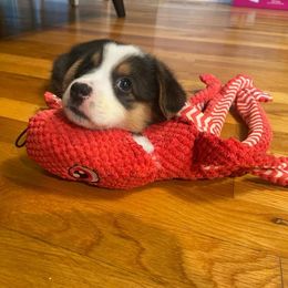 Pembroke Welsh Corgi Puppies from The Hope Ranch