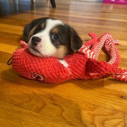 Pembroke Welsh Corgi Puppies from The Hope Ranch