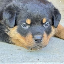 Rottweiler Puppies from Cross Creek Rottweilers