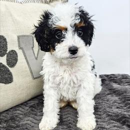 Nutmeg - Black and white female Bernedoodle puppy in Granton, Wisconsin from Rose River Farms