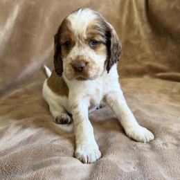 Durbin - Orange and white male English Springer Spaniel puppy in Aberdeen, Idaho from vom King-Charles