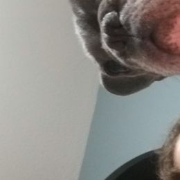 Penny - French Bulldog