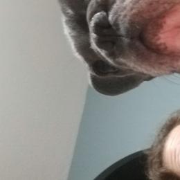 Penny - French Bulldog