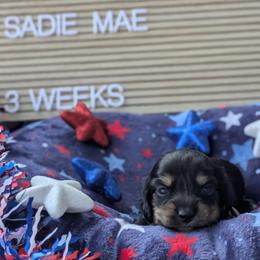 Sadie Mae (Liberty) - Black and tan female Dachshund puppy in Indianapolis, Indiana from Englehaus Dachshunds