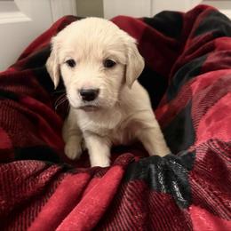 Star - Light golden female Golden Retriever puppy in Seville, Ohio from Retriever Ranch