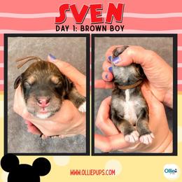 Brown - male Golden Mountain Doodle puppy in Boiling Springs, South Carolina from OlliePups, LLC