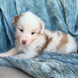 Star - Red merle female Australian Shepherd puppy in Oxford, Florida from SoCo Aussies