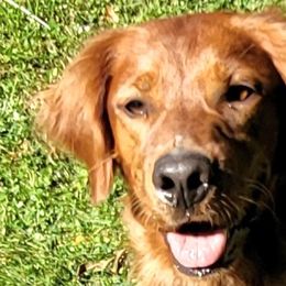 Dakota - Golden Retriever