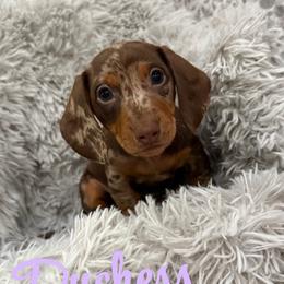 Duchess - Dapple female Dachshund puppy in Jena, Louisiana from Greens Creek Kennel