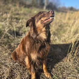 Brownie - Australian Shepherd