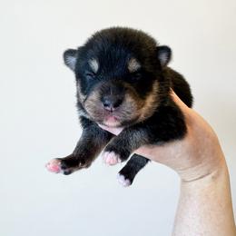 Riven - Tri-color female Pomsky puppy in Boonville, Indiana from Elysian Pomskies