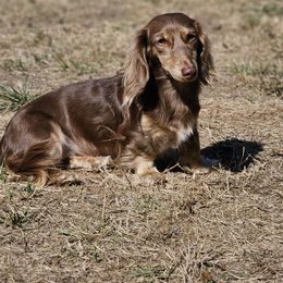 Hazel - Dachshund