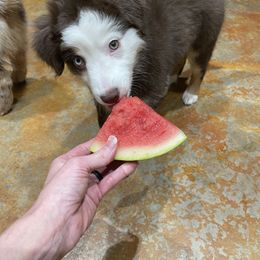 Miniature Australian Shepherd Puppies from Integrity Aussies Tx