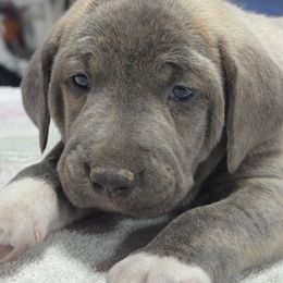Blue Brindle Male - Blue male Mountain Cur puppy in Georgetown, Ohio from Walnut Ridge Mountain Curs