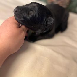 Teal Collar - Black female German Shepherd puppy in Marion, Ohio from Legacy K9’s