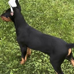 Onyx - Black and rust female Doberman Pinscher puppy in Centralia, Missouri from TopSpots Farm