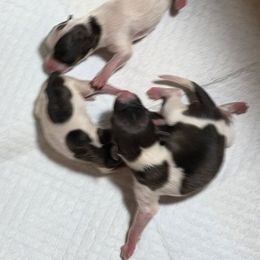 AKC Sable Girl 2 - White and sable female Papillon puppy in Cadiz, Kentucky from Tiny Treasures Papillons