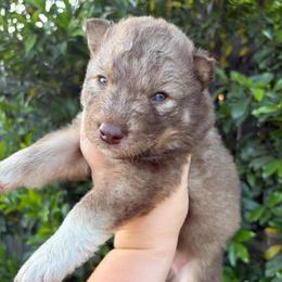 Jersey - Red and white male Siberian Husky puppy in Warrenville, South Carolina from StormVale Siberian Huskies