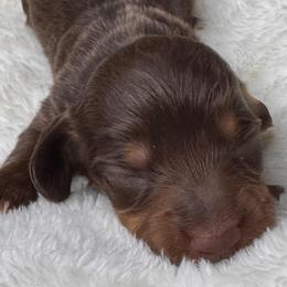 Aspen - Chocolate and tan female Dachshund puppy in Wallingford, Kentucky from Hensley Homestead Dachshunds