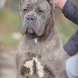 Cane Corso and French Bulldog All Grown Up from Mount Olympus French Bulldogs