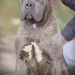 Cane Corso and French Bulldog All Grown Up from Mount Olympus French Bulldogs