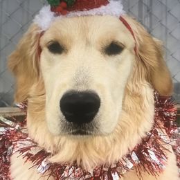 Golden Retriever Puppies from Goldminer Goldens