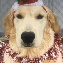 Golden Retriever Puppies from Goldminer Goldens