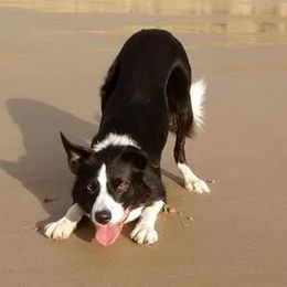 Border Collies and Poodles from Heidi Mendoza