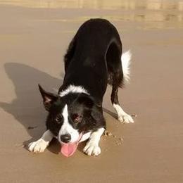 Border Collies and Poodles from Heidi Mendoza