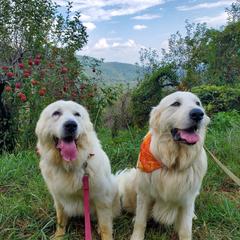 Great Pyrenees from Abiega Great Pyrenees