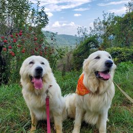 Great Pyrenees from Abiega Great Pyrenees