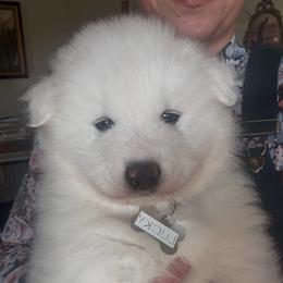 Lucky - White male Samoyed puppy in Atkinson, Nebraska from Sandhills Samoyeds