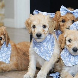 Goldendoodles from Doods & Doodettes