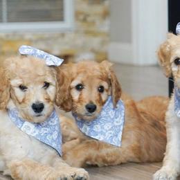 Goldendoodles from Doods & Doodettes