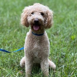 Scarlett - Goldendoodle