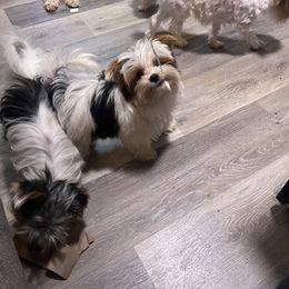 Yorkshire Terrier Puppies from Kristen’s yorkies