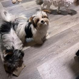 Yorkshire Terrier Puppies from Kristen’s yorkies