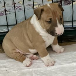 Bull Terrier Puppies from Lynn Hill Bull Terriers