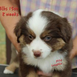Rtf4 - Red tri-color female Miniature American Shepherd puppy in Elgin, Oregon from LongMile Aussies