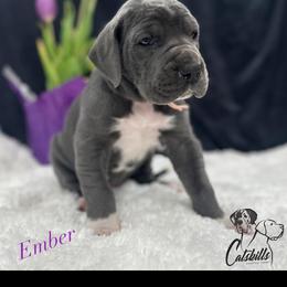 Ember - Blue female Great Dane puppy in Liberty, New York from Catskills Greatest Danes