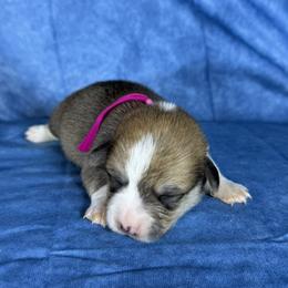 Pink Collar Female - Sable female Pembroke Welsh Corgi puppy in Victoria, Texas from Clear Creek Corgis