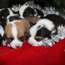 Girl 3 - Black and tan female Pembroke Welsh Corgi puppy in Solano County, California from Early Spring Corgis