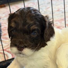 Charming (Black Collar) - Chocolate male Australian Labradoodle puppy in Mount Gilead, North Carolina from Tillery Labradoodles