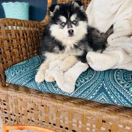 Peep - Black and white male Pomsky puppy in Yavapai County, Arizona from Pawsh Pomskies
