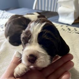 Girl 2 - White and liver English Springer Spaniel puppy in Wells, Vermont from Everyday Sunshine Springers
